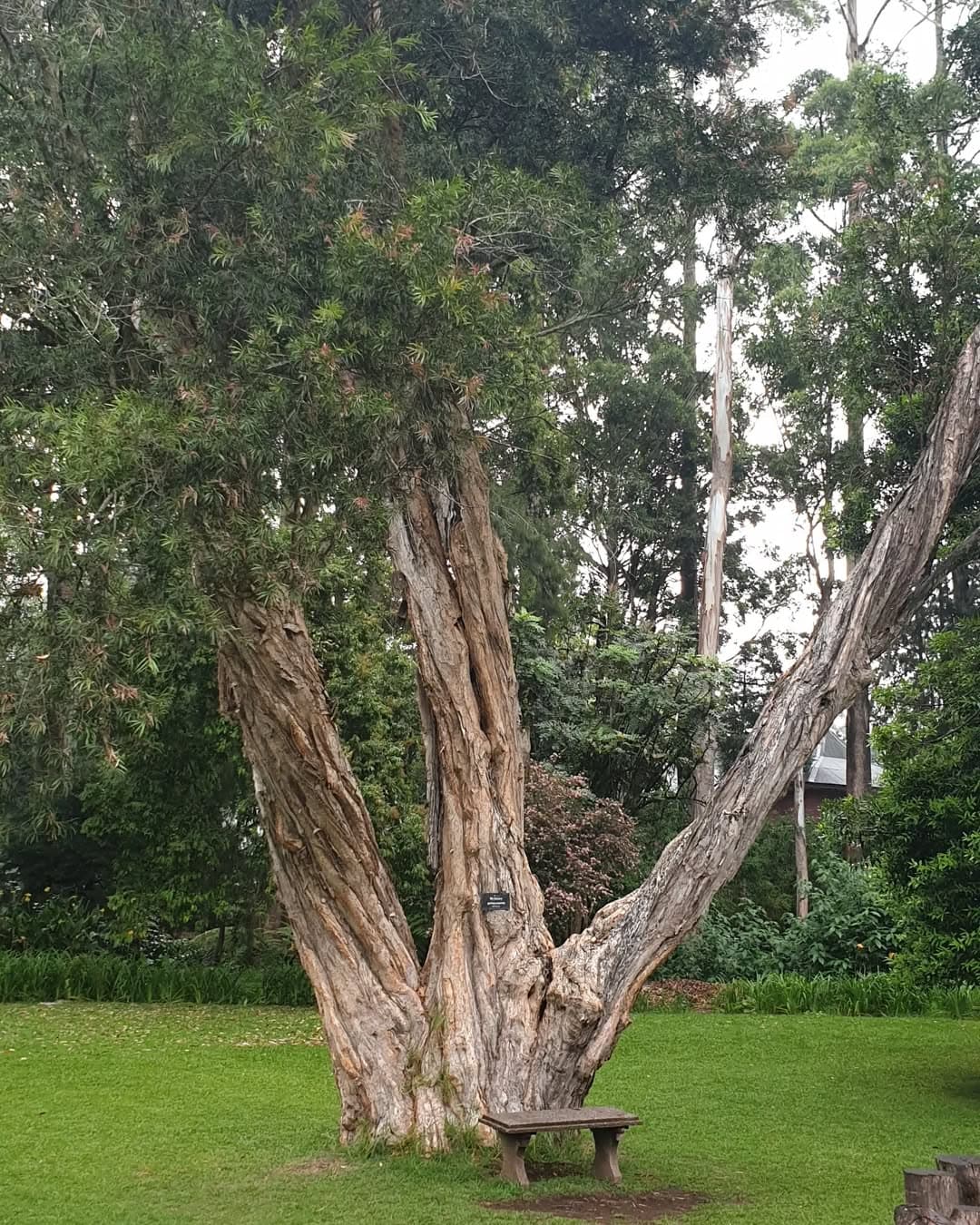 Victoria Park showcasing the beautiful botanical gardens and diverse flora