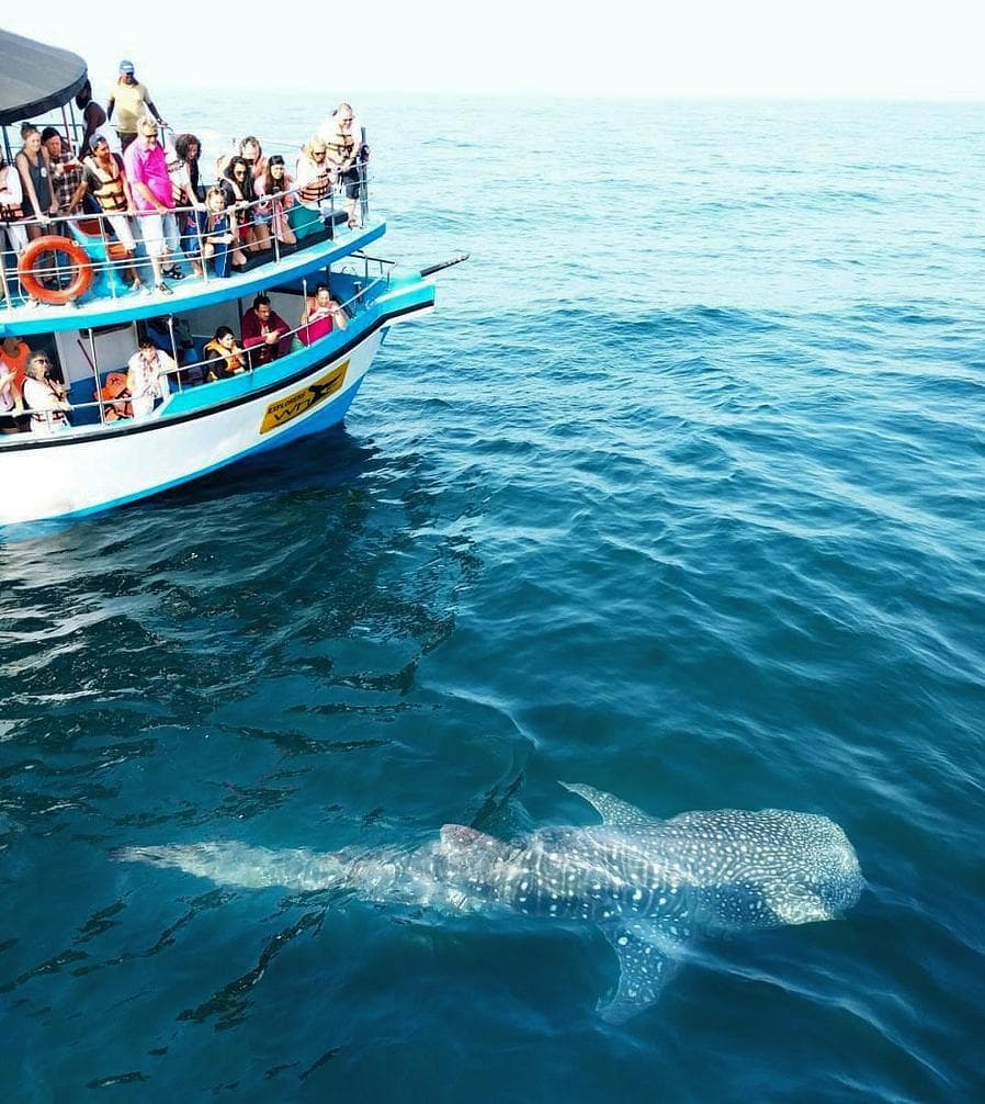 Whale Shark swimming in the ocean