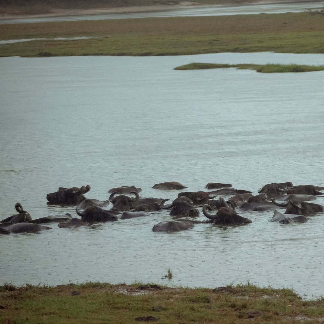 Whale Shark swimming in the ocean