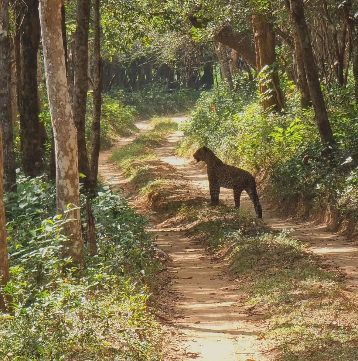 Wilpattu National Park