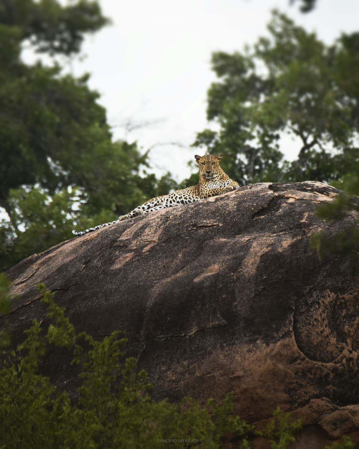Yala National Park