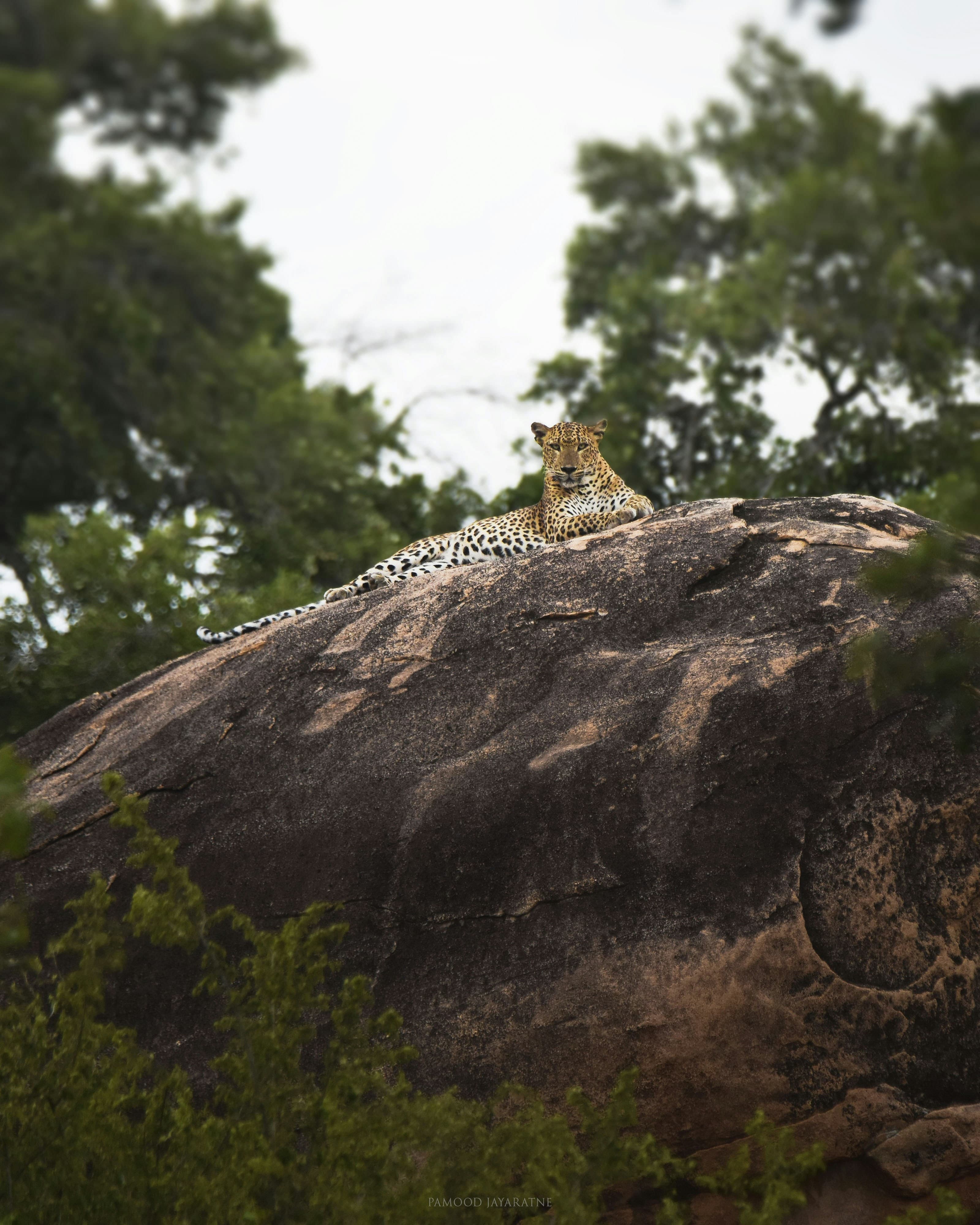 Yala National Park