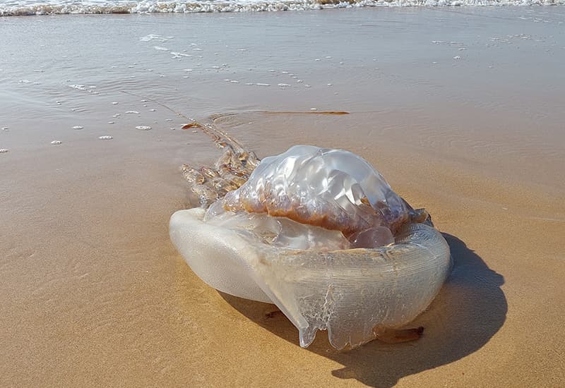 Box Jellyfish