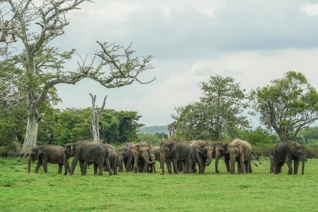 Elephant Herds - Kaudulla