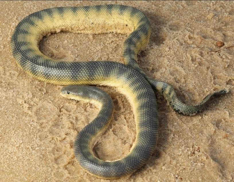 Sea Snake in beach