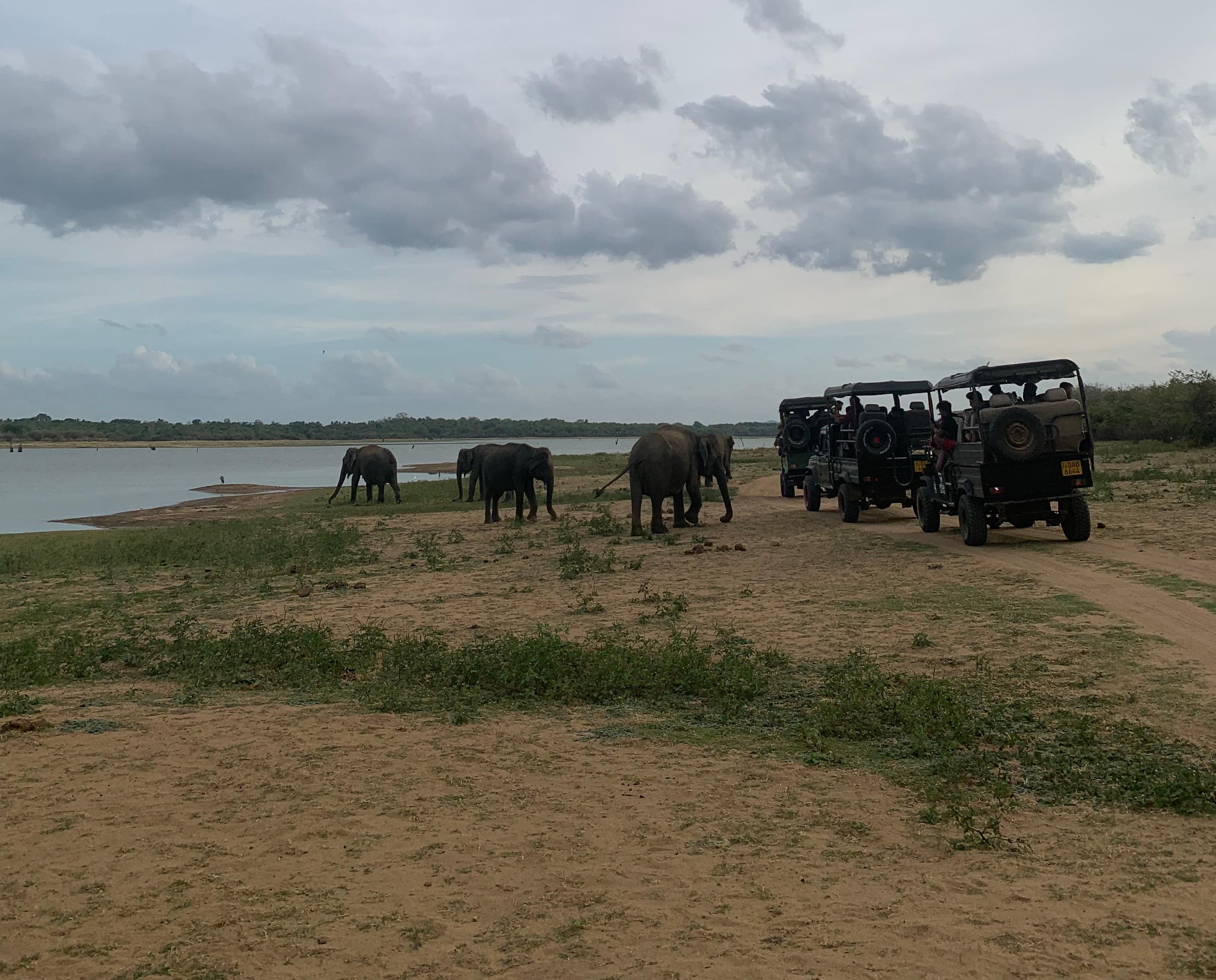 Elephant Paradise - Udawalawe