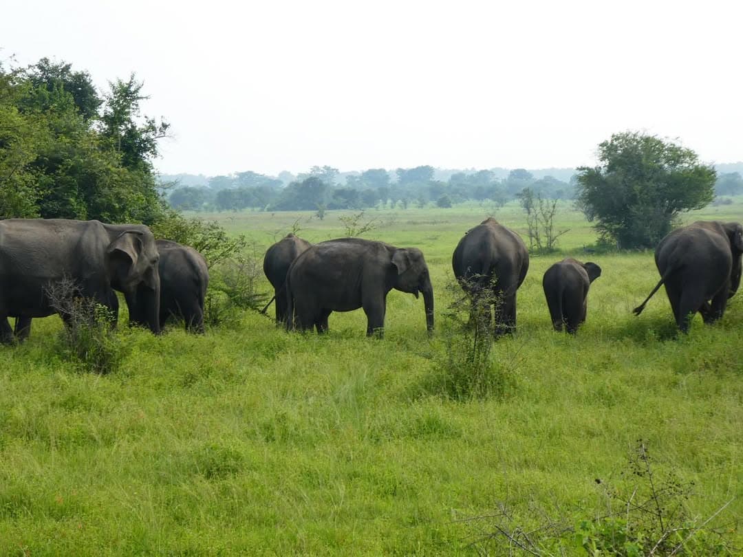 Wild Elephants - Wasgamuwa